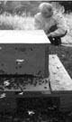 Bienenkiste Permakultur
